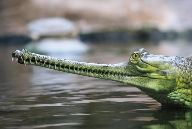 Gharial 11 Toothy Facts About Gharials Mental Floss