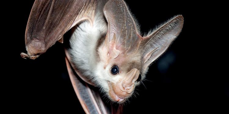 Ghost bat Ghost Bat Adelaide Zoo