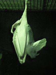 Ghost bat Ghost bat Wikipedia