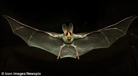 Ghost bat The ghost bat that would give Dracula the shivers Daily Mail Online