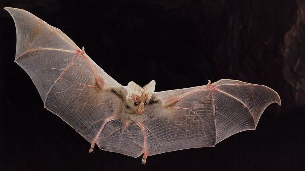 Ghost bat Ghost bat pup born into Taronga Zoo39s night sky