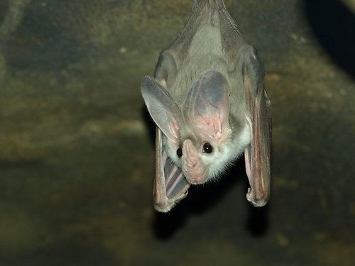 Ghost bat httpssmediacacheak0pinimgcom736xeae301