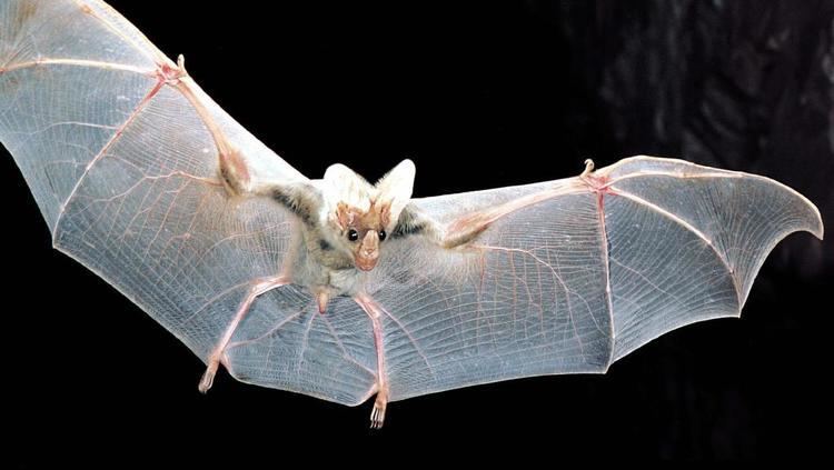 Ghost bat Vulnerable listing for Cape York ghost bat sparks calls for