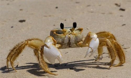 Ghost crab Atlantic Ghost Crab Chesapeake Bay Program