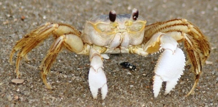 Ghost crab Ghost Crab Sand Crab Facts Habitat Description