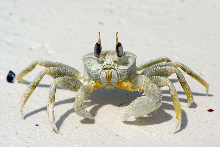 Ghost crab qpanimals Ghost Crab