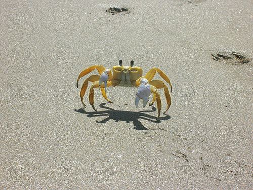 Ghost crab Atlantic Ghost Crab Chesapeake Bay Program