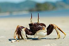 Ghost crab Ghost crab Wikipedia