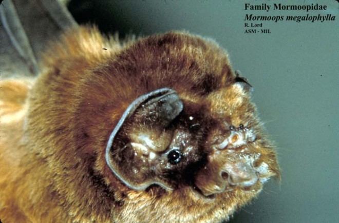 Ghost-faced bat Mormoops megalophylla Ghostfaced bat Peter39s ghostfaced bat
