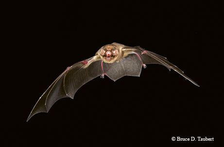 Ghost-faced bat Wild Thing GhostFaced Bats39 Frightening Features Serve a Purpose