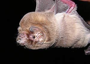 Ghost-faced bat Mormoops megalophylla Ghostfaced bat Peter39s ghostfaced bat