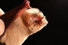 Ghost-faced bat httpsuploadwikimediaorgwikipediacommonsthu