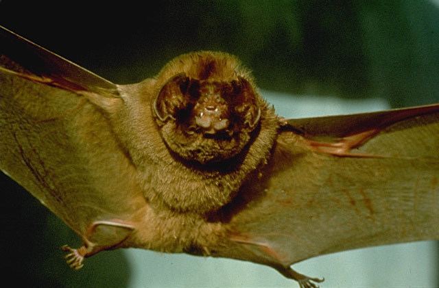 Ghost-faced bat Mormoops megalophylla Ghostfaced Bat Discover Life mobile