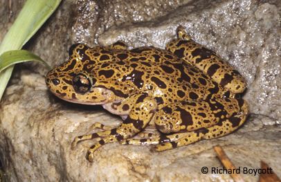 Ghost frog EDGE Amphibian Species Information