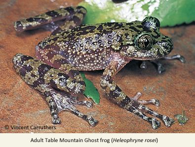 Ghost frog EDGE Amphibian Species Information