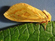 Ghost moth Ghost moth Wikipedia