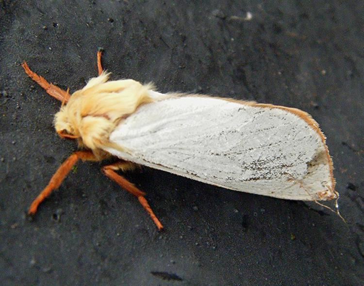 Ghost moth Ghost Moth Hepialus humuli NatureSpot