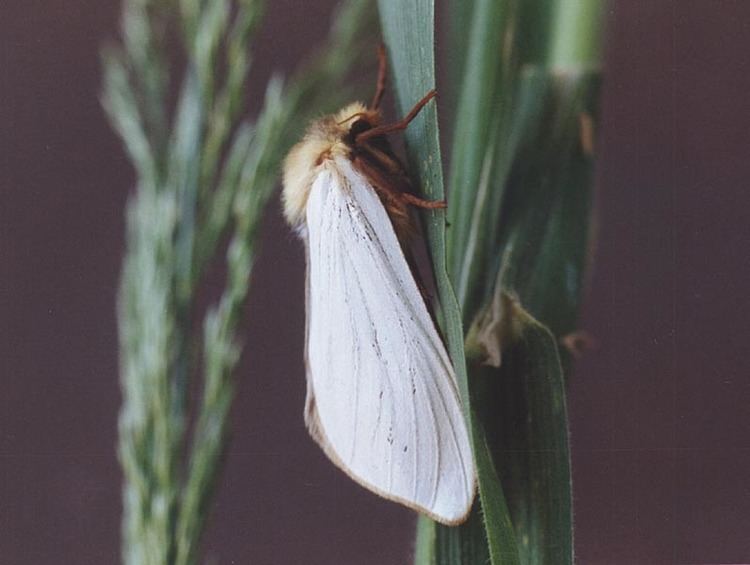 Ghost moth Ghost Moth Hepialus humuli UKMoths