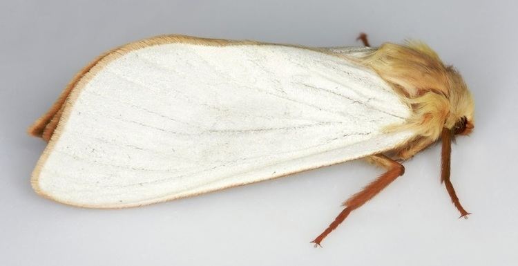 Ghost moth 005 Hepialus humuli Ghost Moth British Lepidoptera