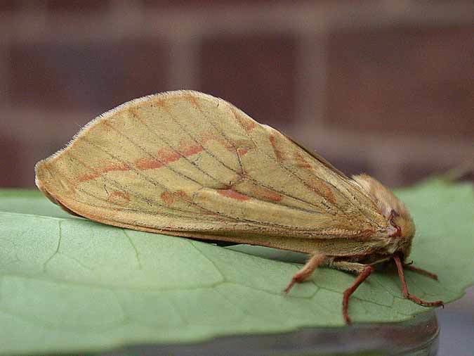 Ghost moth 0014 Ghost Moth Hepialidae Hepialus humuli Simply Birds and