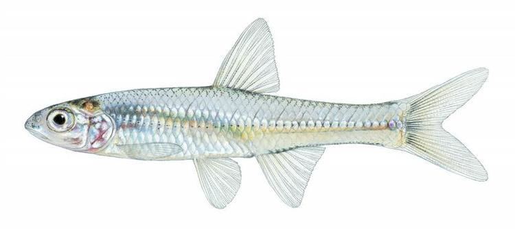 Ghost shiner Fishes of Texas Notropis buchanani