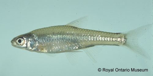 Ghost shiner Ontario Freshwater Fishes Life History Database Species Photograph