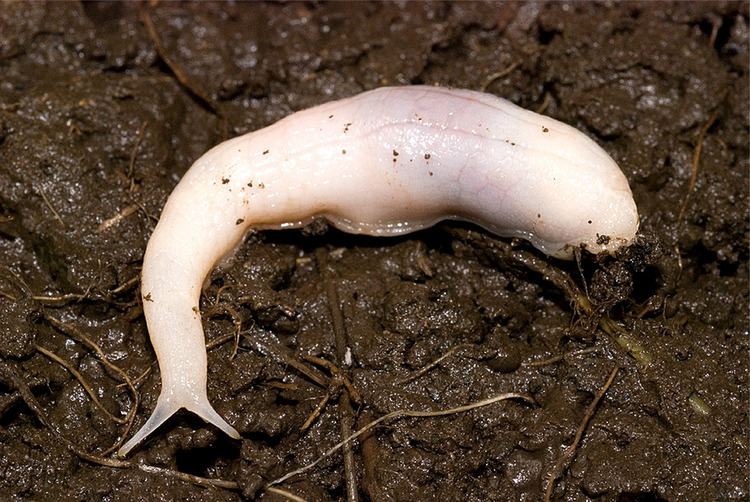 Ghost slug Ghost slug Wikipedia
