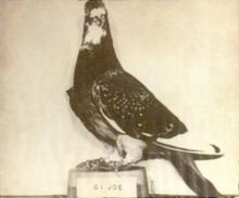 G.I. Joe (pigeon) httpsuploadwikimediaorgwikipediacommonsthu