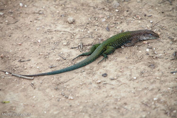 Giant ameiva Ameiva Ameiva ameiva