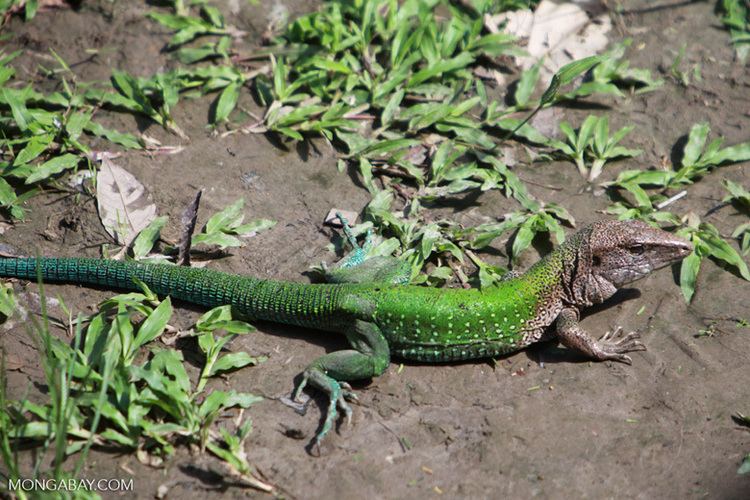 Giant ameiva colombia0736jpg