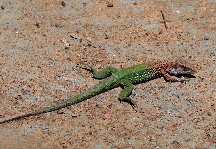 Giant ameiva FileGiant ameiva Ameiva ameivaJPG Wikimedia Commons