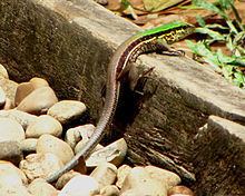 Giant ameiva httpsuploadwikimediaorgwikipediacommonsthu