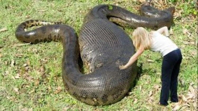 Giant anaconda Snake Magic Unbelievable Video of Giant Anaconda YouTube
