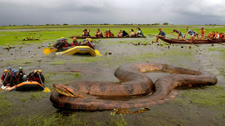 what is the largest green anaconda ever recorded