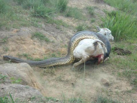Giant anaconda Giant Anaconda Part 8 YouTube