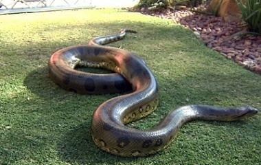 Giant anaconda mythologynetwpcontentuploads201610RealLife