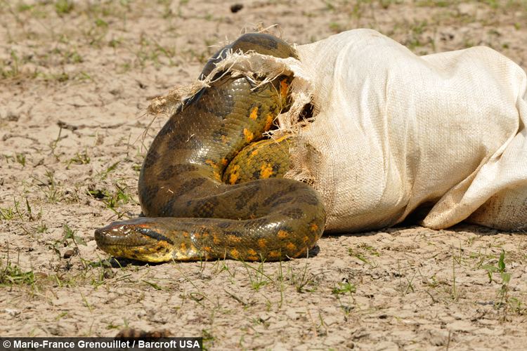 Giant anaconda Slippery Customer Giant Anaconda Rescued From Tourist Lodge