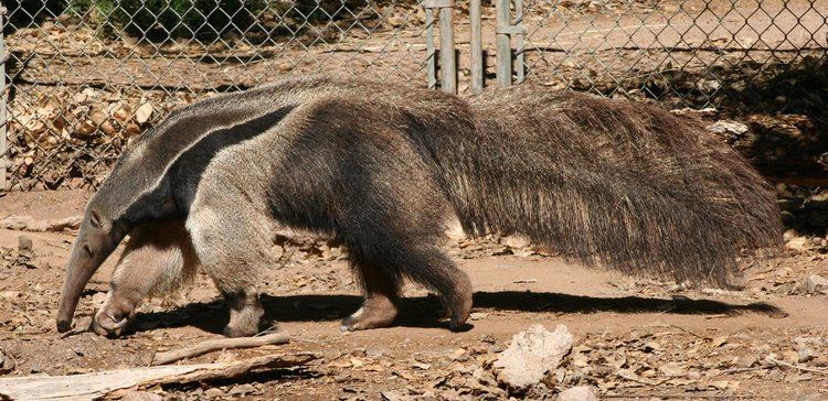 Giant anteater wwwitsnatureorgwpcontentuploads201004Myrme