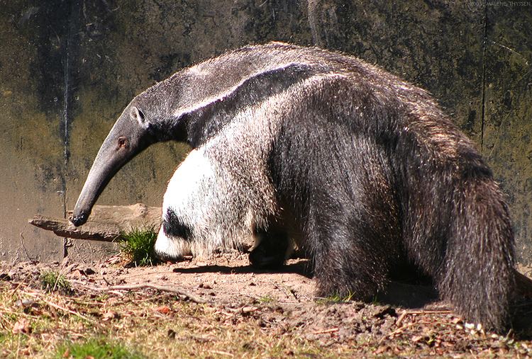 Giant anteater Giant anteater Wikipedia