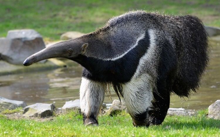 Giant anteater Giant Anteater Myrmecophaga tridactyla about animals