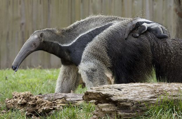 Giant anteater 21 Facts That Prove Giant Anteaters Are Secretly The Coolest Animals