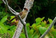 Giant antshrike httpsuploadwikimediaorgwikipediacommonsthu