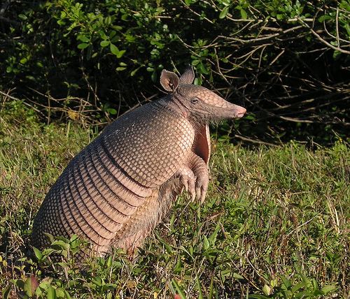 Giant armadillo Giant Armadillo Facts History Useful Information and Amazing Pictures