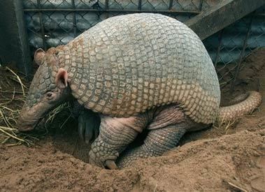 Giant armadillo Giant Armadillo Large Plated Sleepy Dillo Animal Pictures and