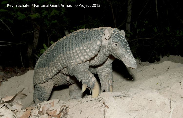 Giant armadillo Giant Armadillo Facts History Useful Information and Amazing Pictures