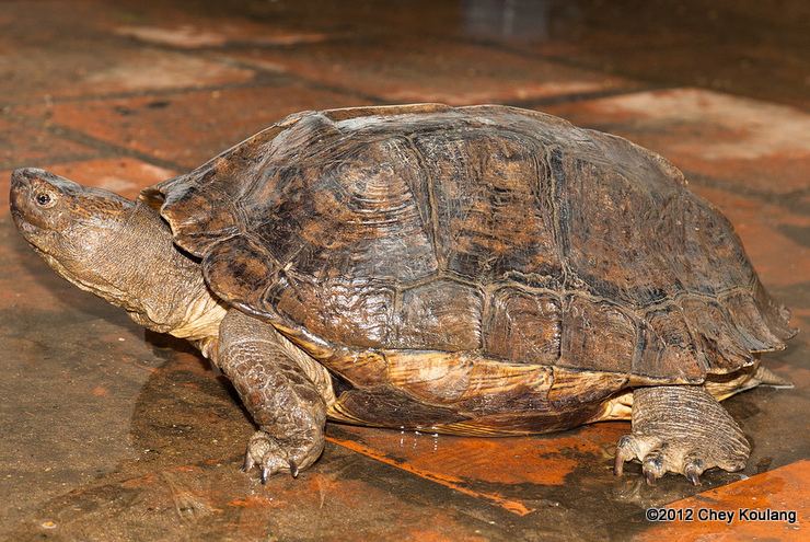 Giant Asian pond turtle - Alchetron, the free social encyclopedia