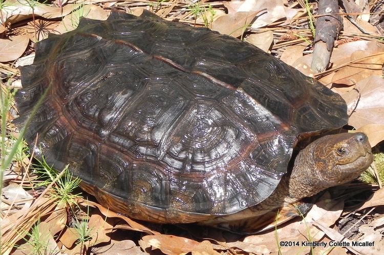 Giant Asian pond turtle - Alchetron, the free social encyclopedia