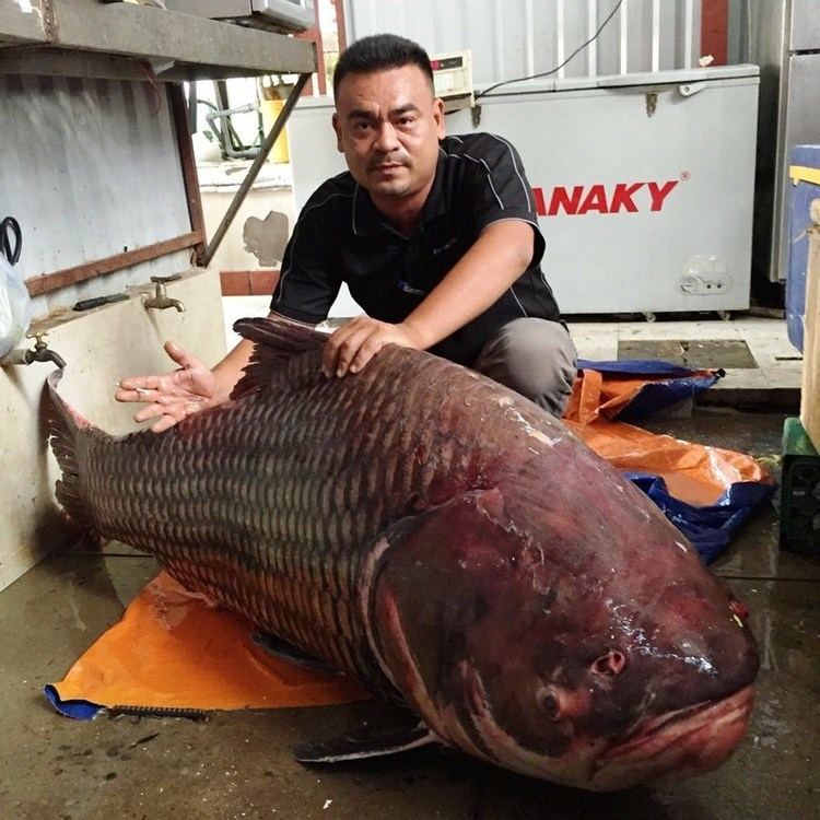Giant barb Big fish to fry Endangered Mekong giant barb ends up in Saigon