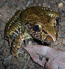 Giant barred frog httpsuploadwikimediaorgwikipediacommonsthu