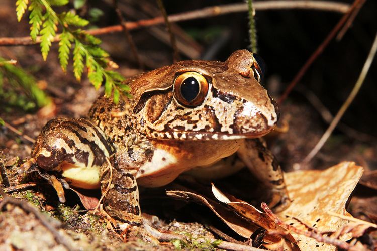 Giant barred frog Giant Barred Frog Mixophyes iteratus Giant Barred Frog o Flickr